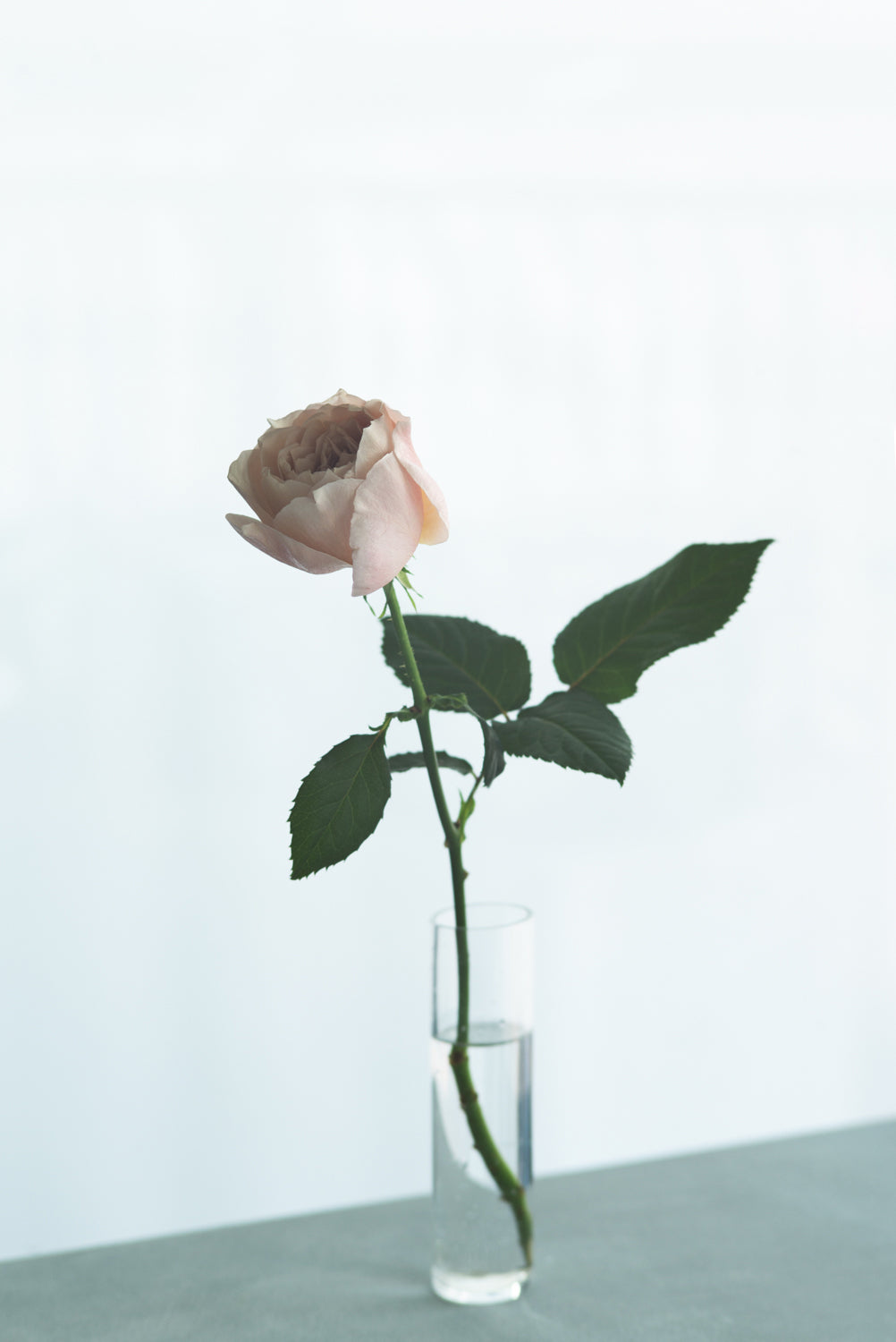 FLOWER WHITE DAY